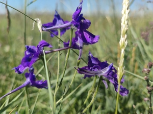 delphinium_caeruleum