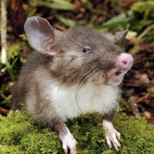rodent_enthusiast's Profile · iNaturalist