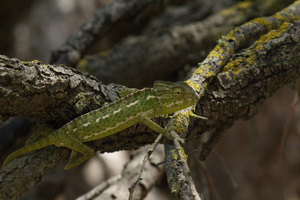 cuaderno_de_fauna