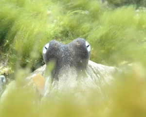 ocean_pool_octopuses