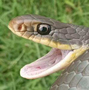 coluber_constrictor