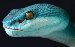 blue_snake