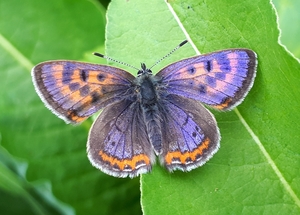 lycaena_kf