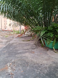 cienceiro_de_jardim