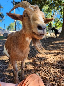 goat47