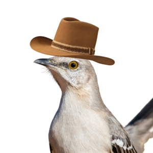 thelocalmockingbird