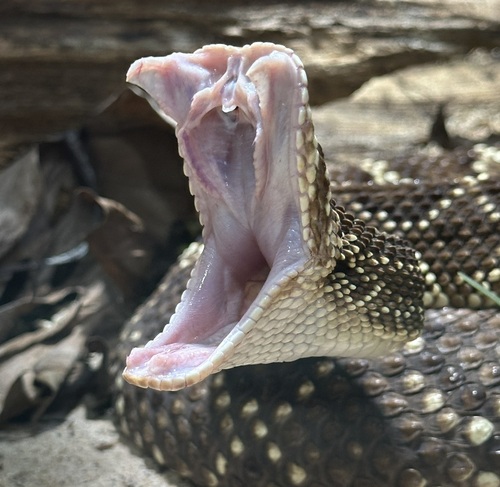jynnyking's Profile · iNaturalist