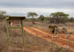 lion_guardians