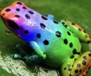 rainbowfrog14