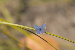 the_sojourner's Profile · iNaturalist