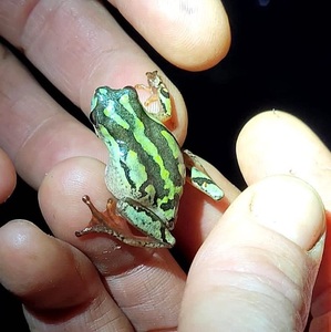 charlyfrog