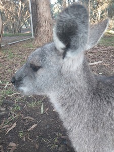 kangarooslover