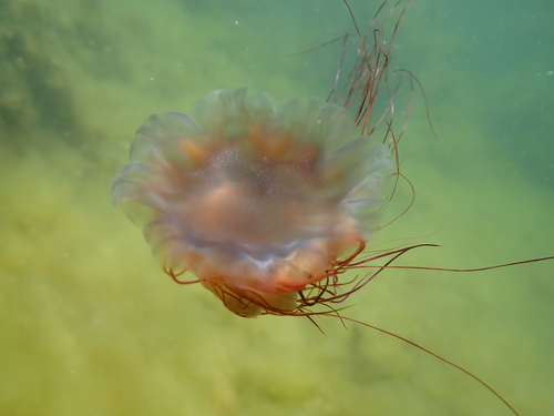 ryelee_b19's Profile · iNaturalist