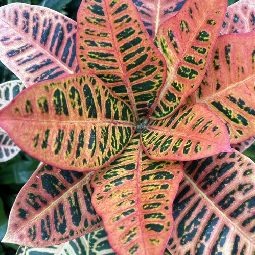 glorfindelibelbubblegum