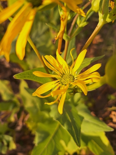 sumaclover's Profile · iNaturalist