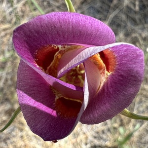 hotel_calochortus