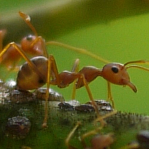 antsplaychess's Profile · iNaturalist