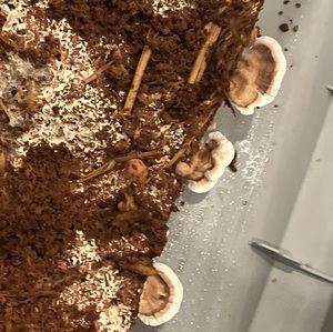 mushroom_matt