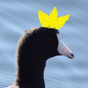 themajesticcoot