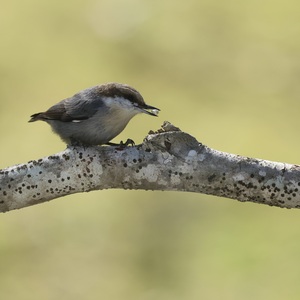 brownheadednuthatch