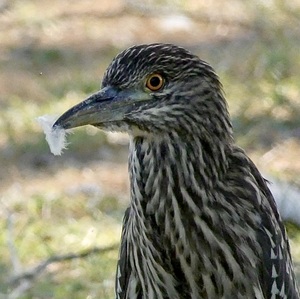 leeheron