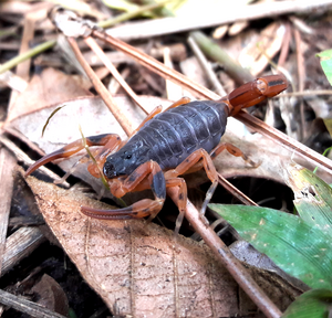 tityusbahiensis