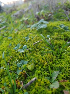 linaria_thymifolia