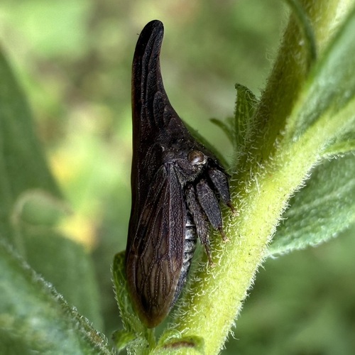 reeceiannacone's Profile · iNaturalist