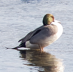 white-tailedeagle
