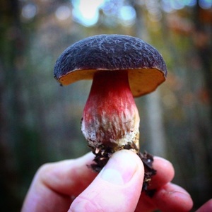 mushroom_thomas