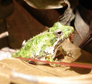 cricketfrog13