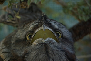 katiefrogmouth