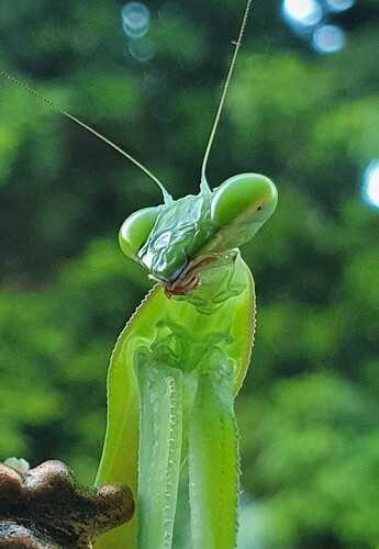 mothsandmantises's Profile · iNaturalist