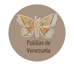 polillas_de_venezuela