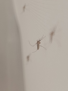 mosquitomommy
