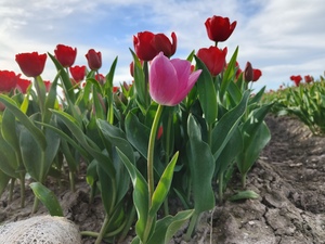 tulipa