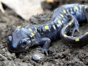 salamanderdance