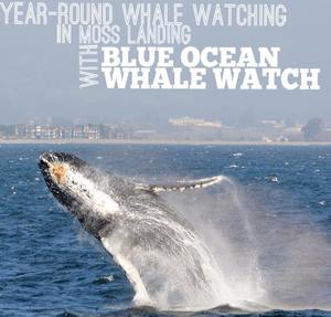blueoceanwhalewatch