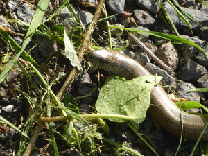 slinky-slow-worm