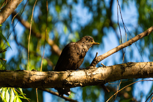 razor_'s Profile · iNaturalist