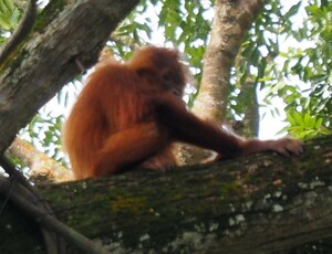 orangutang