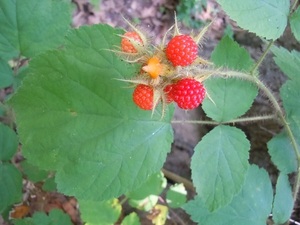 wineberryenjoyer