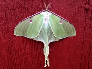 scarletsilphium