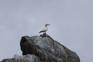 avocet_