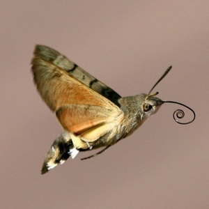 hawk_moth