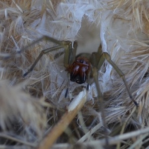 queenofspiders