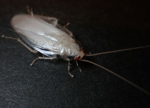 meshi_insect's Profile · iNaturalist