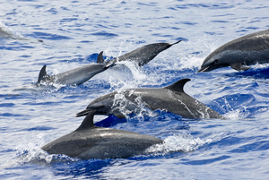 pacific-cetaceans