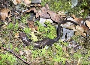 yourfellownaturelover