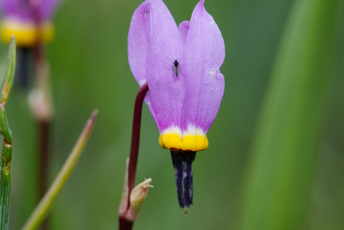 r_labar's Profile · iNaturalist